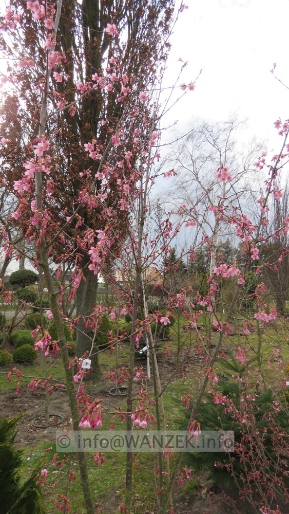 Prunus incisa Paean 05.JPG